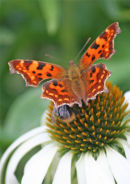 Vinbärsfuks på Rudbeckia.